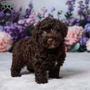 Oscar, Havapoo Puppy